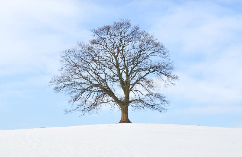 Lonely tree