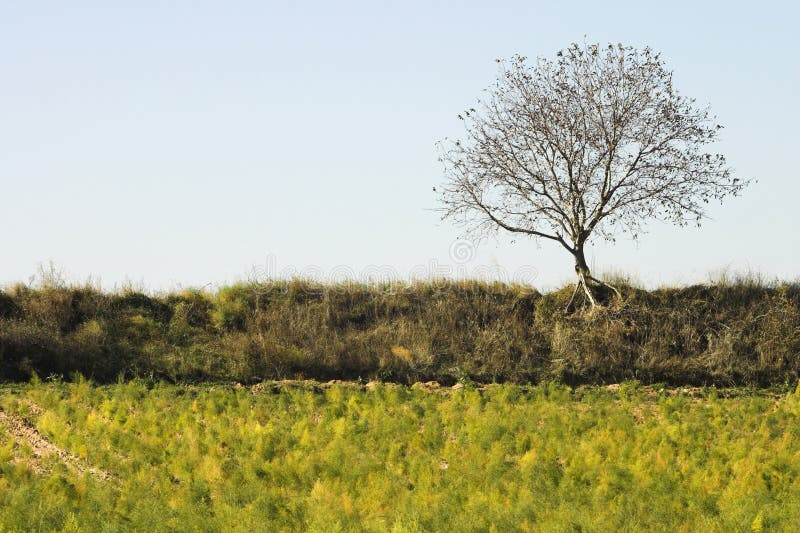 Lonely tree