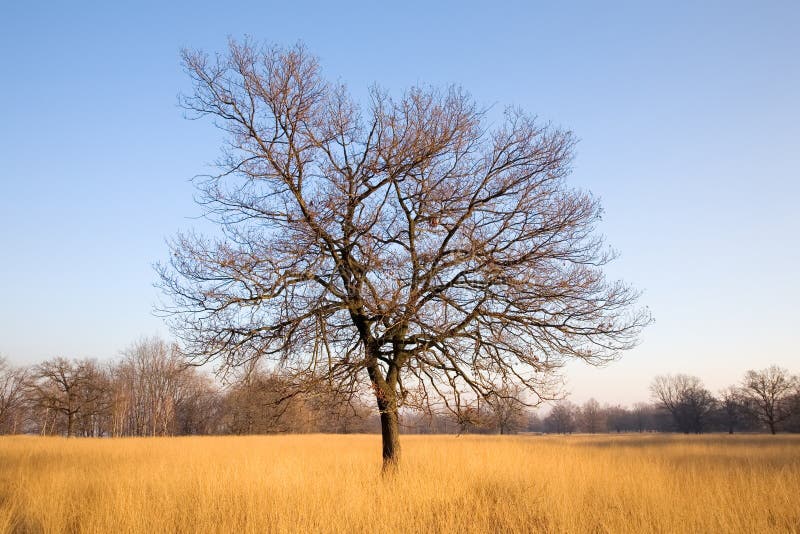 Lonely tree