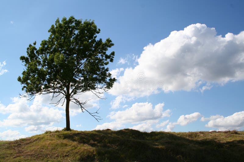 Osamělý strom na kopci.