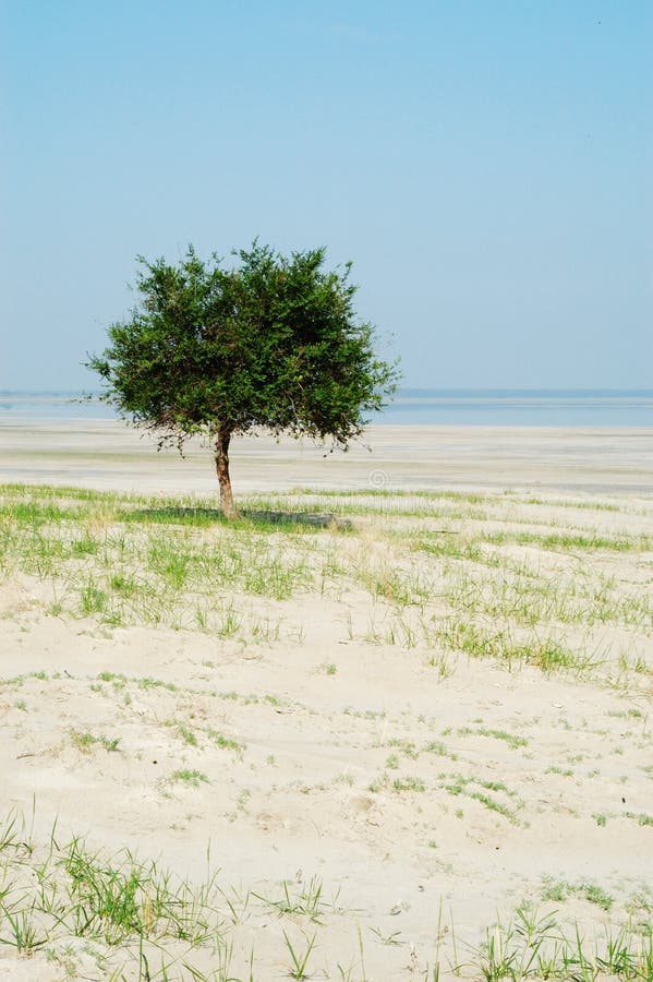 Lonely tree