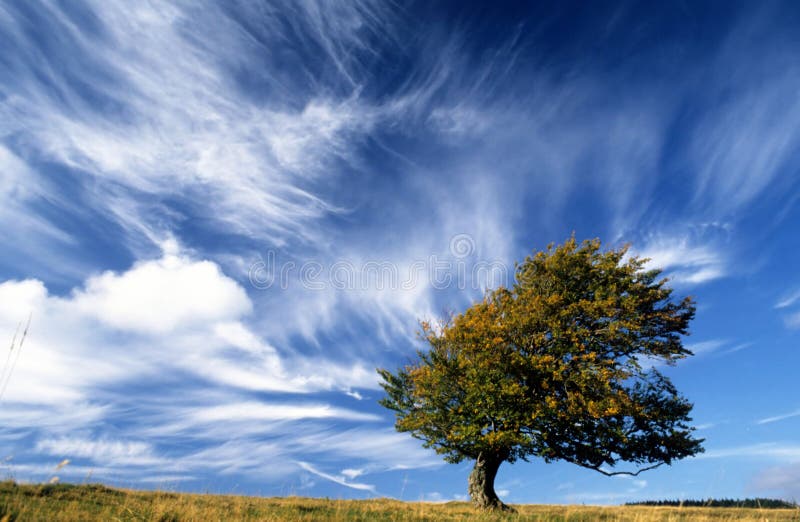 Lonely Tree