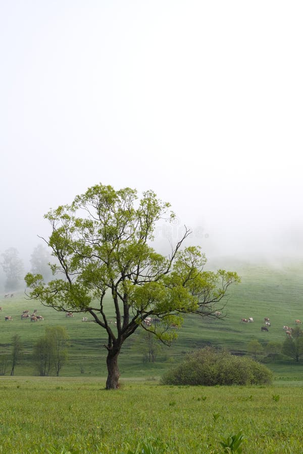 Lonely tree