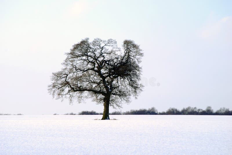 Lonely tree