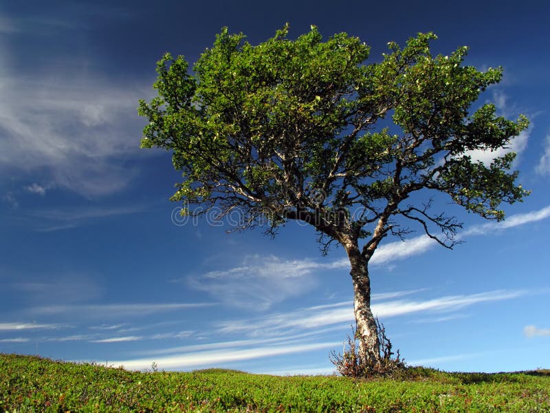 Lonely tree