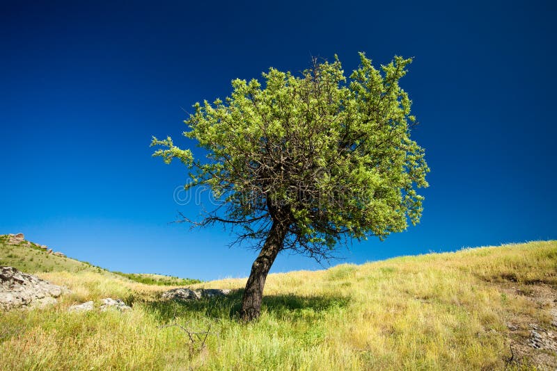 Lonely tree