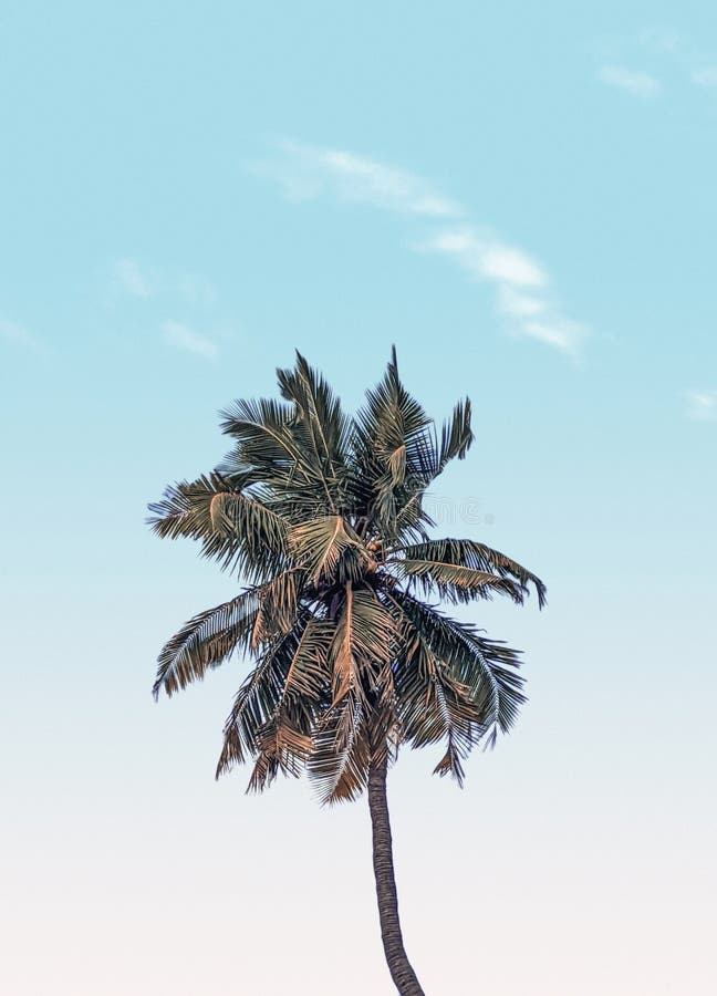 A lonely tree and a beautiful sky make a great wallpaper stock photo