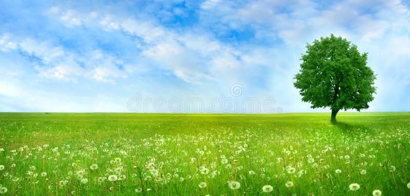 Lonely tree on the blossoming flowers field