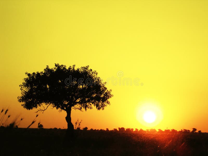 Lonely tree on a field