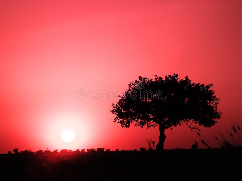 Lonely tree on a field