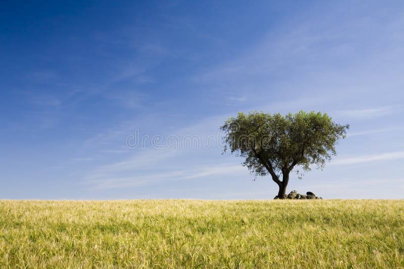 Lonely tree field - Alentejo