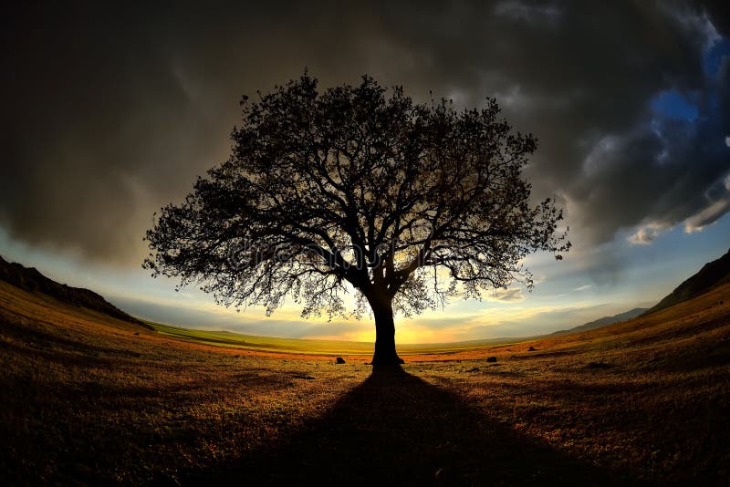 Lonely tree on field at dawn