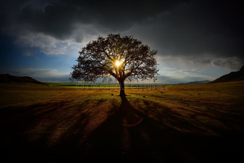 Lonely tree on field at dawn