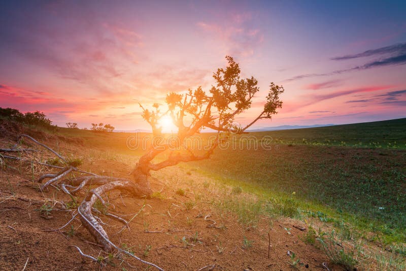 Lonely tree on field at dawn