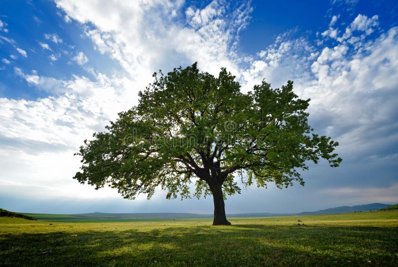 Lonely tree on field at dawn royalty free stock images
