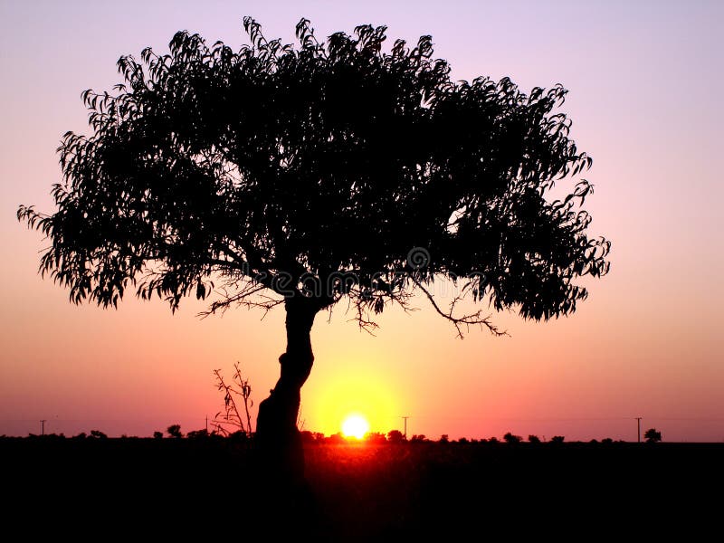 Lonely tree on a field in the evening