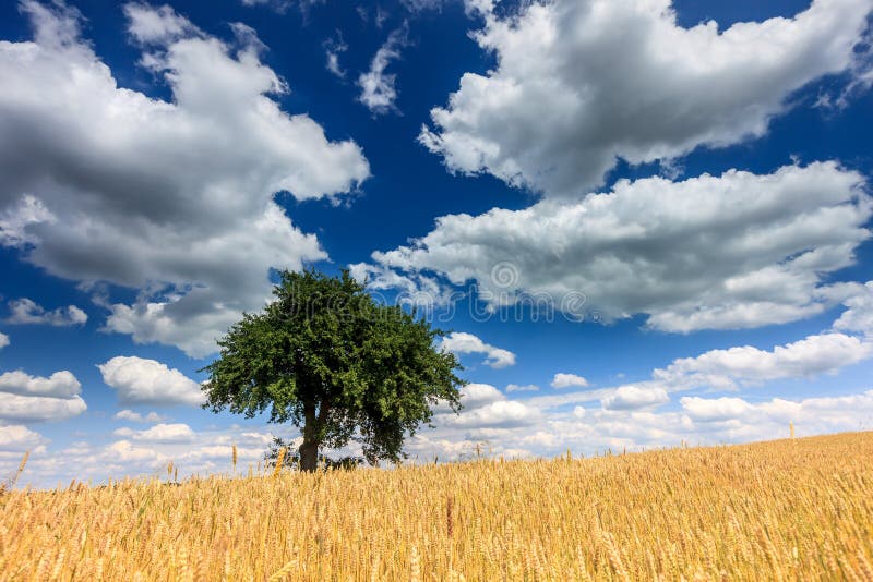 Lonely tree in the field of golden wheat