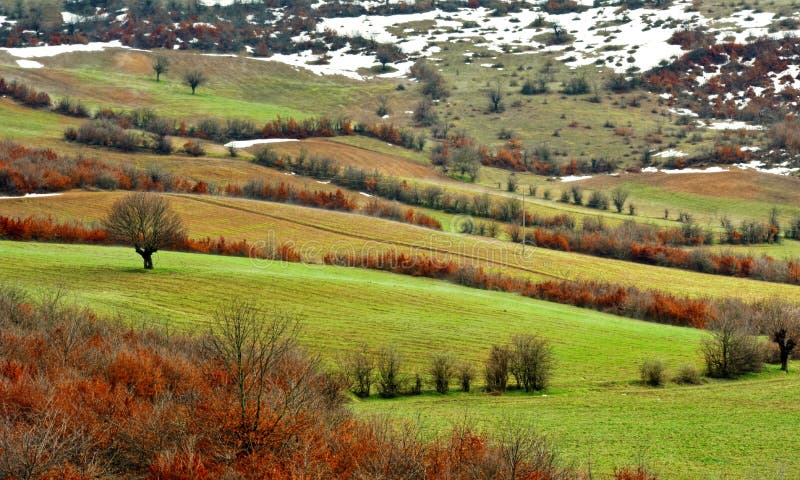 Lonely tree in the field