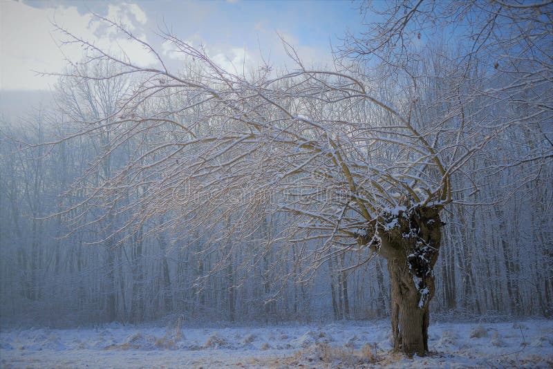 Isolato albero con tutti i rami piegati dal vento e neve nelle campagne italiane.