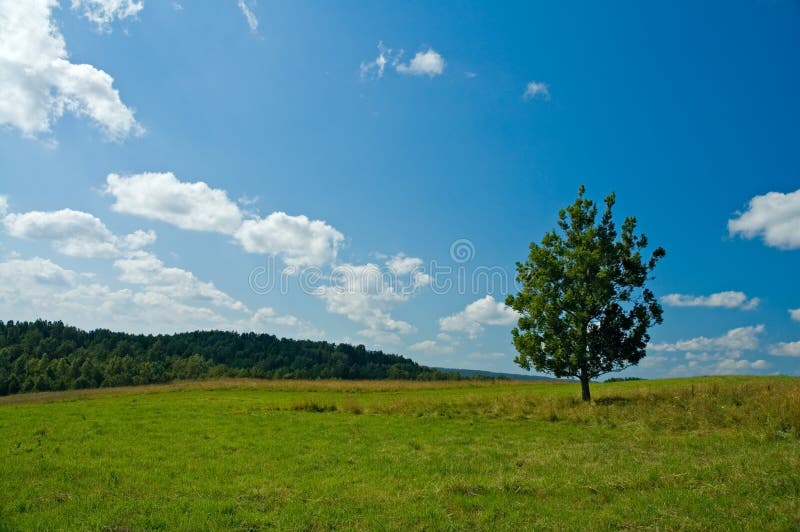 Lonely tree in a green field