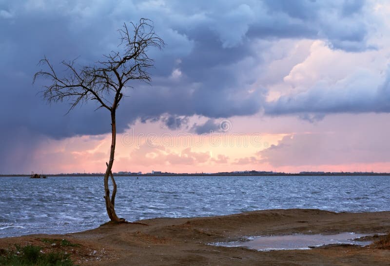 Lonely tree and heavy clouds