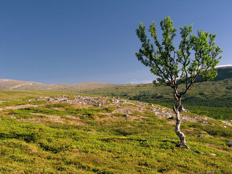 Lonely tree on the hill