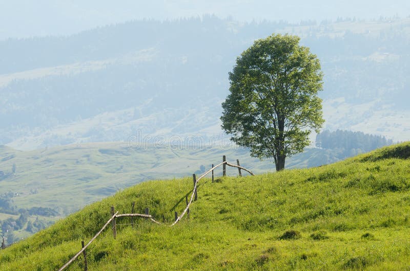 Lonely tree on a hill