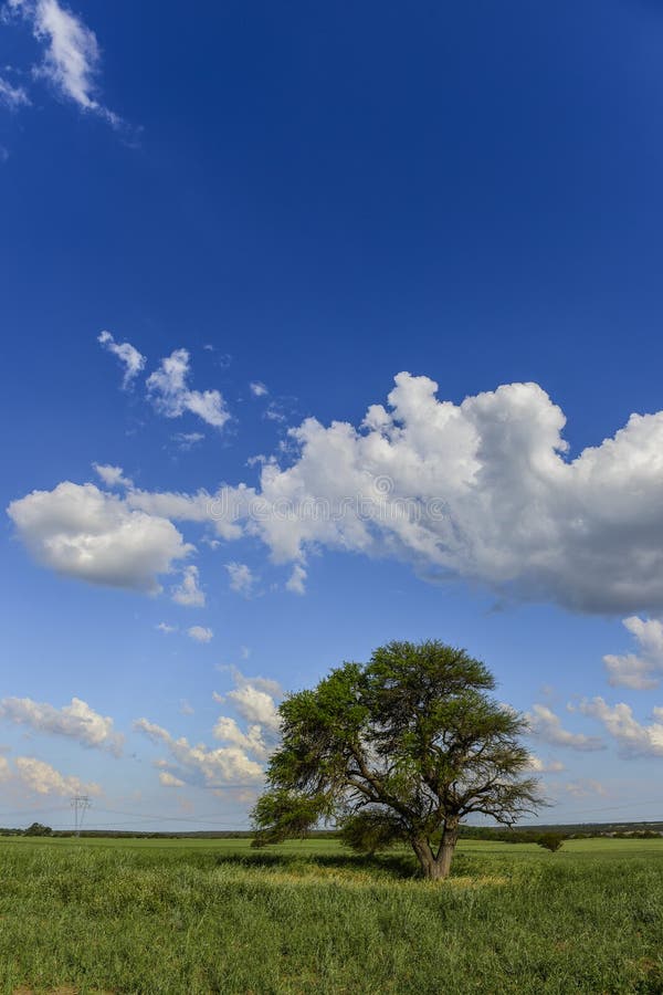 Lonely Tree in La Pampa at Sunset, Stock Photo Image of horizontal