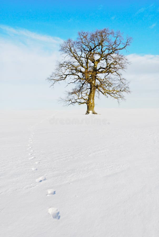 Lonely tree on the land. stock photo