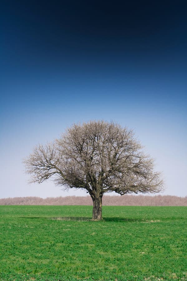 Lonely Tree Lonely Tree Lonely tree