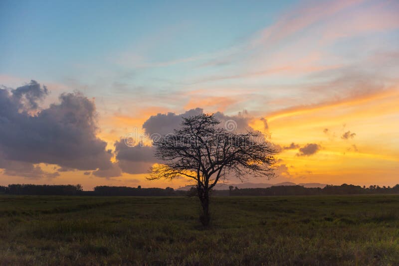 The lonely tree royalty free stock photography The lonely tree royalty free stock photography