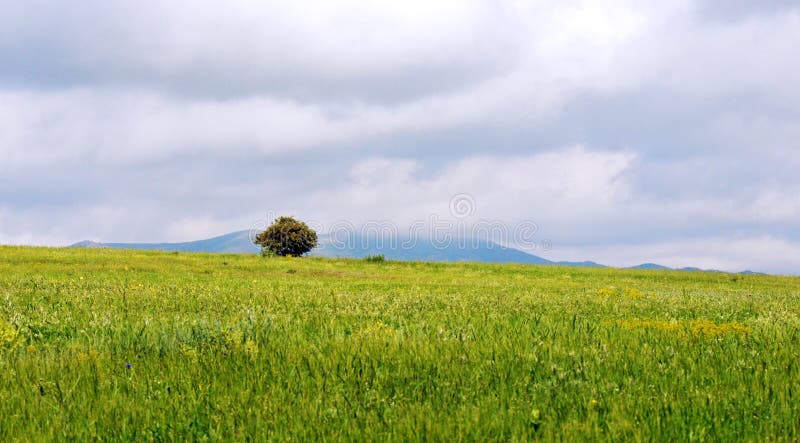 Lonely tree, the lonesome tree in green mountain field