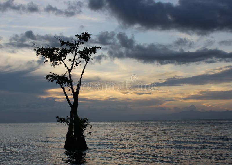 It was a solitary tree and I was a solitary man with a camera. Not far from the shore of the lake. Lake Izabal also known as the Golfo Dulce, is the largest lake in Guatemala with a surface area of 589.6 km². Maximum depth is 18 m (59 ft). The Polochic River is the largest river that drains into the lake. The lake, which is only a metre above sea level, drains into the Gulf of Honduras of the Caribbean Sea through the smaller Golfete Dulce, which is at sea level, and the navigable Rio Dulce. It was a solitary tree and I was a solitary man with a camera. Not far from the shore of the lake. Lake Izabal also known as the Golfo Dulce, is the largest lake in Guatemala with a surface area of 589.6 km². Maximum depth is 18 m (59 ft). The Polochic River is the largest river that drains into the lake. The lake, which is only a metre above sea level, drains into the Gulf of Honduras of the Caribbean Sea through the smaller Golfete Dulce, which is at sea level, and the navigable Rio Dulce