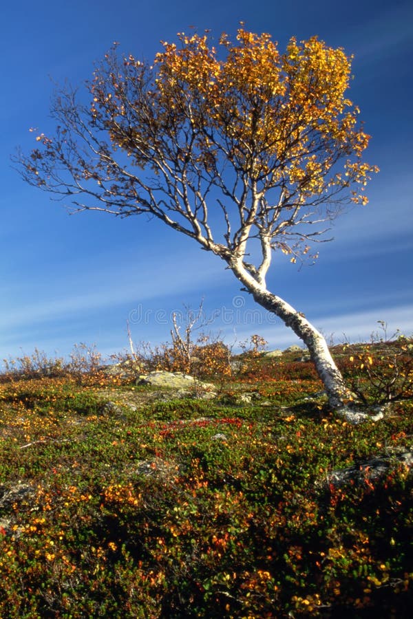 Lonely tree in mountain