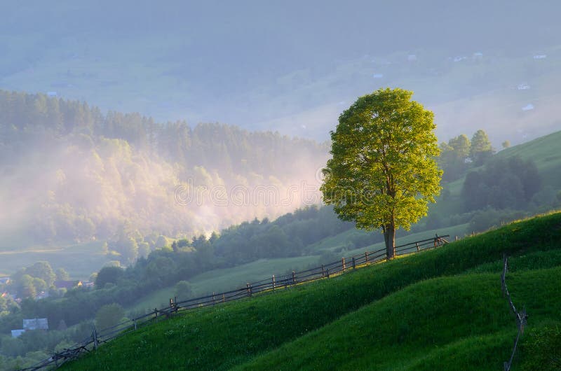 Lonely tree in a mountain village