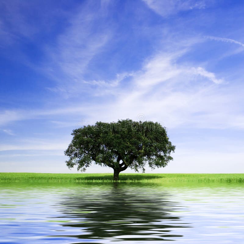 Lonely tree in rural landscape with water reflex