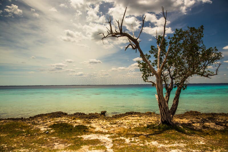 Lonely Tree on the Shores of the Indian Ocean Cuba Stock Image Image