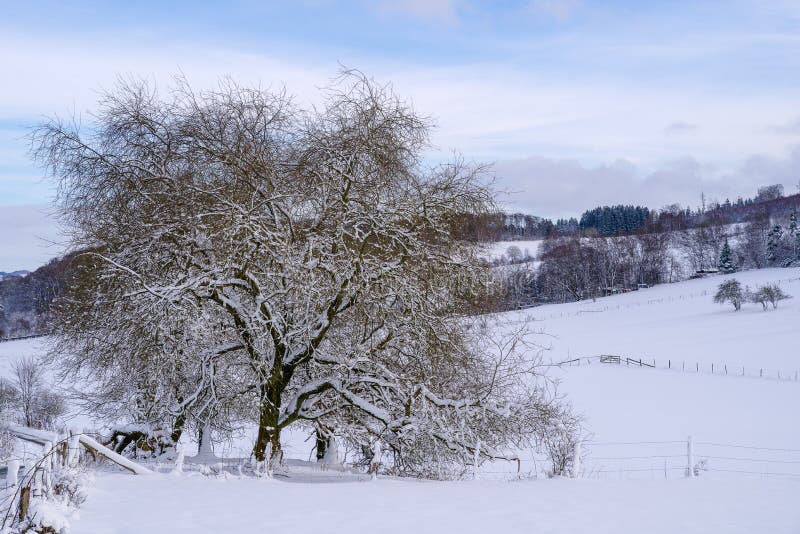 Lonely tree in the snow covered fields.