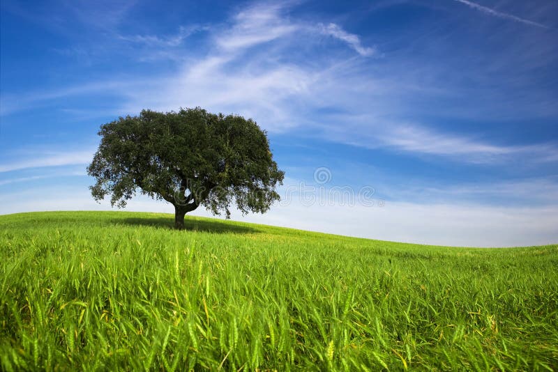 Lonely tree in spring landscape