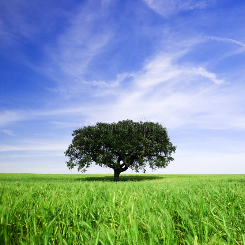 Lonely tree in spring landscape