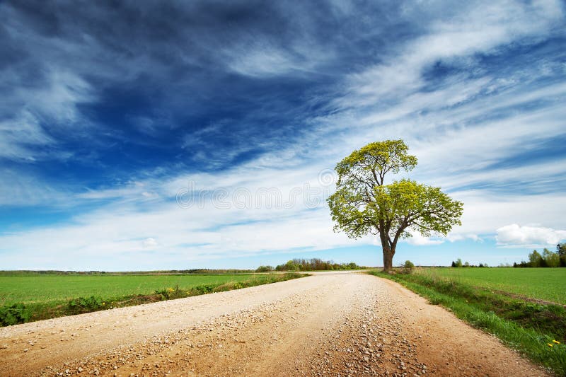 Lonely tree in spring near gravel road