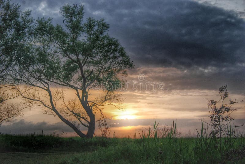 Lonely tree at sunset stock photo Lonely tree at sunset stock photo