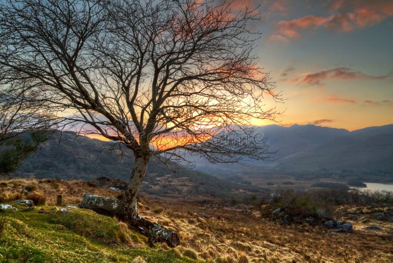 Lonely tree at sunset in mountains