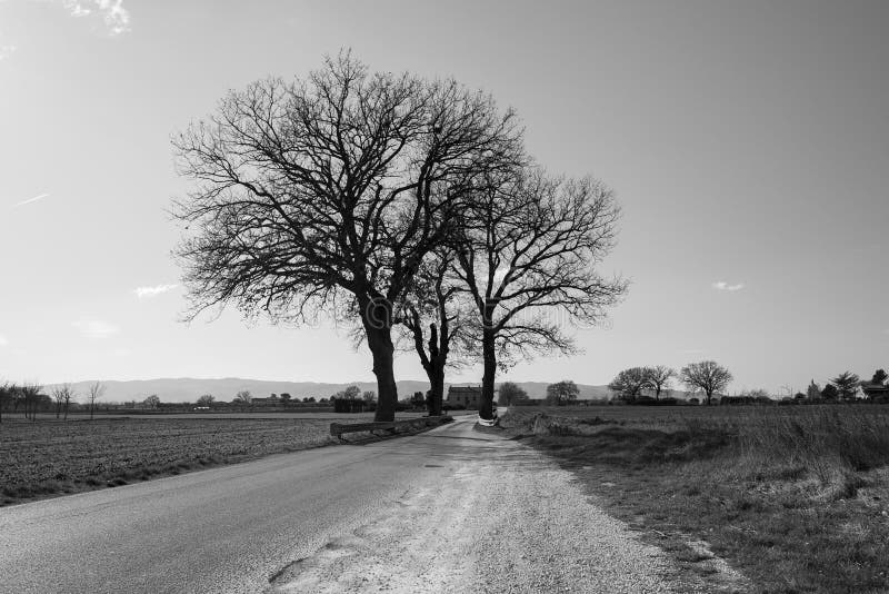 Lonely Trees on the Rural Road Stock Photo - Image of calm, silence ...