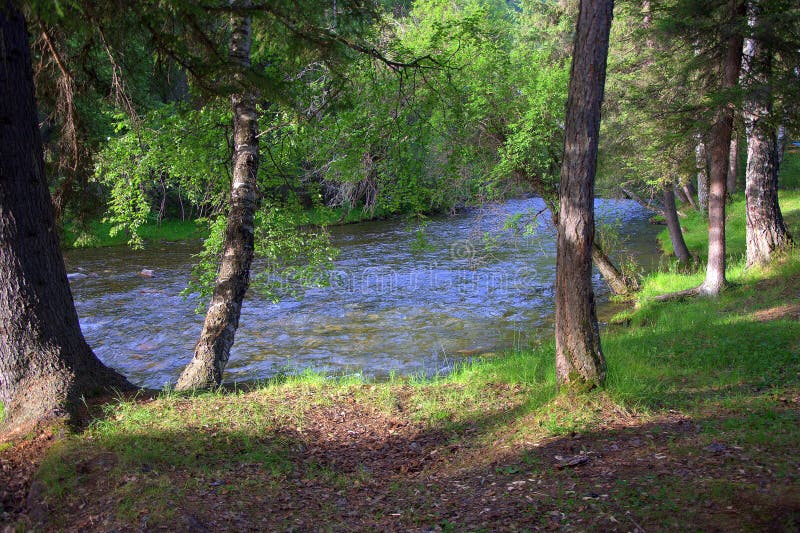 Lonely trees stand on the banks of a turbulent river. Morning, Sema river, Altai, Siberia, Russia. Landscape stock photos Lonely trees stand on the banks of a turbulent river. Morning, Sema river, Altai, Siberia, Russia. Landscape stock photos