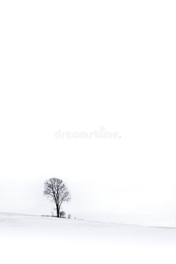 Lonely winter tree