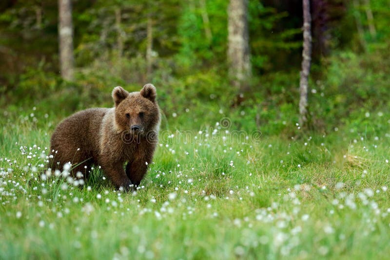 Lonely young cub bear in the pine forest. Bear pup without mother. Light animal in nature forest and meadow habitat. Wildlife scen