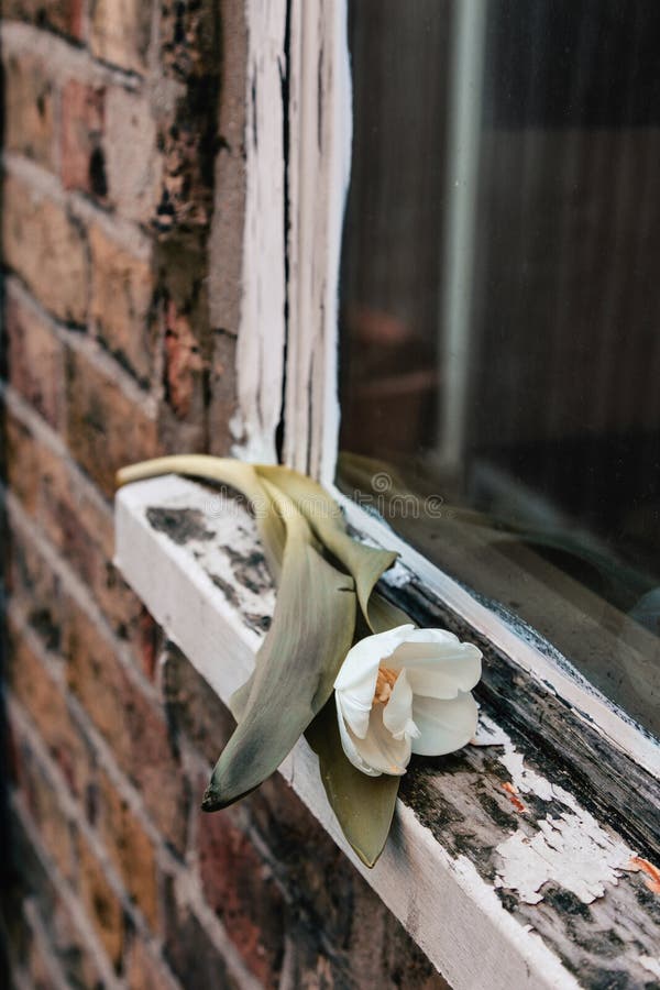 LonelyTulip sur le vieux filon-couche de fenêtre photographie stock libre de droits LonelyTulip sur le vieux filon-couche de fenêtre photographie stock libre de droits
