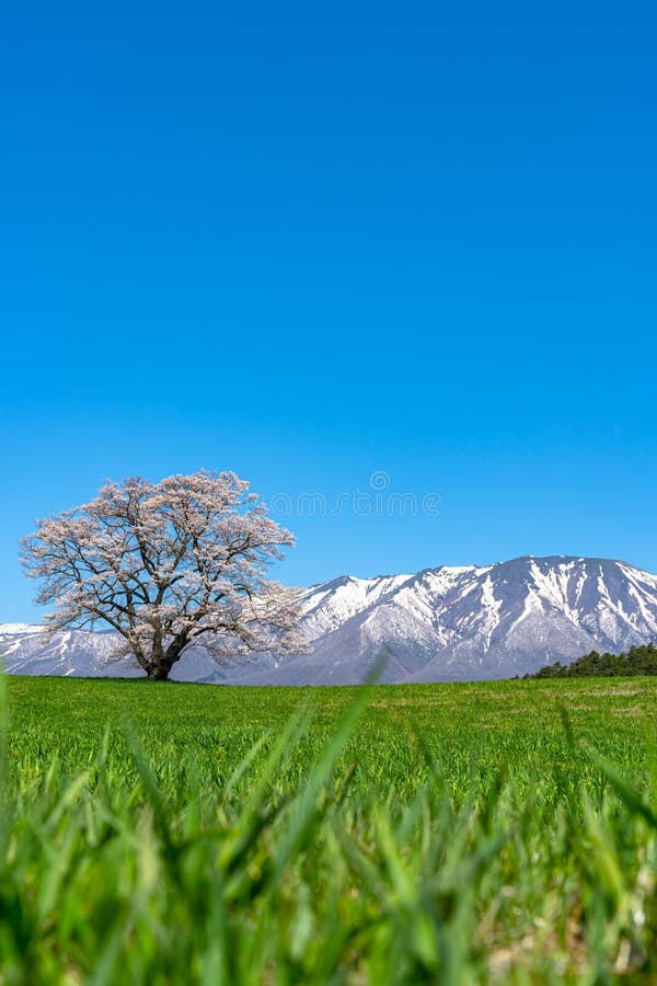 Lonesome Cherry Blossom in springtime sunny day morning and clear blue sky