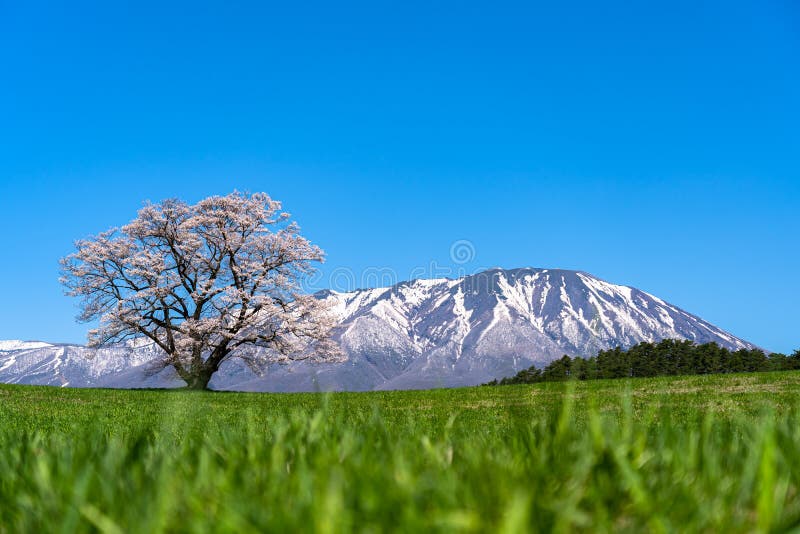 Lonesome Cherry Blossom in springtime sunny day morning and clear blue sky